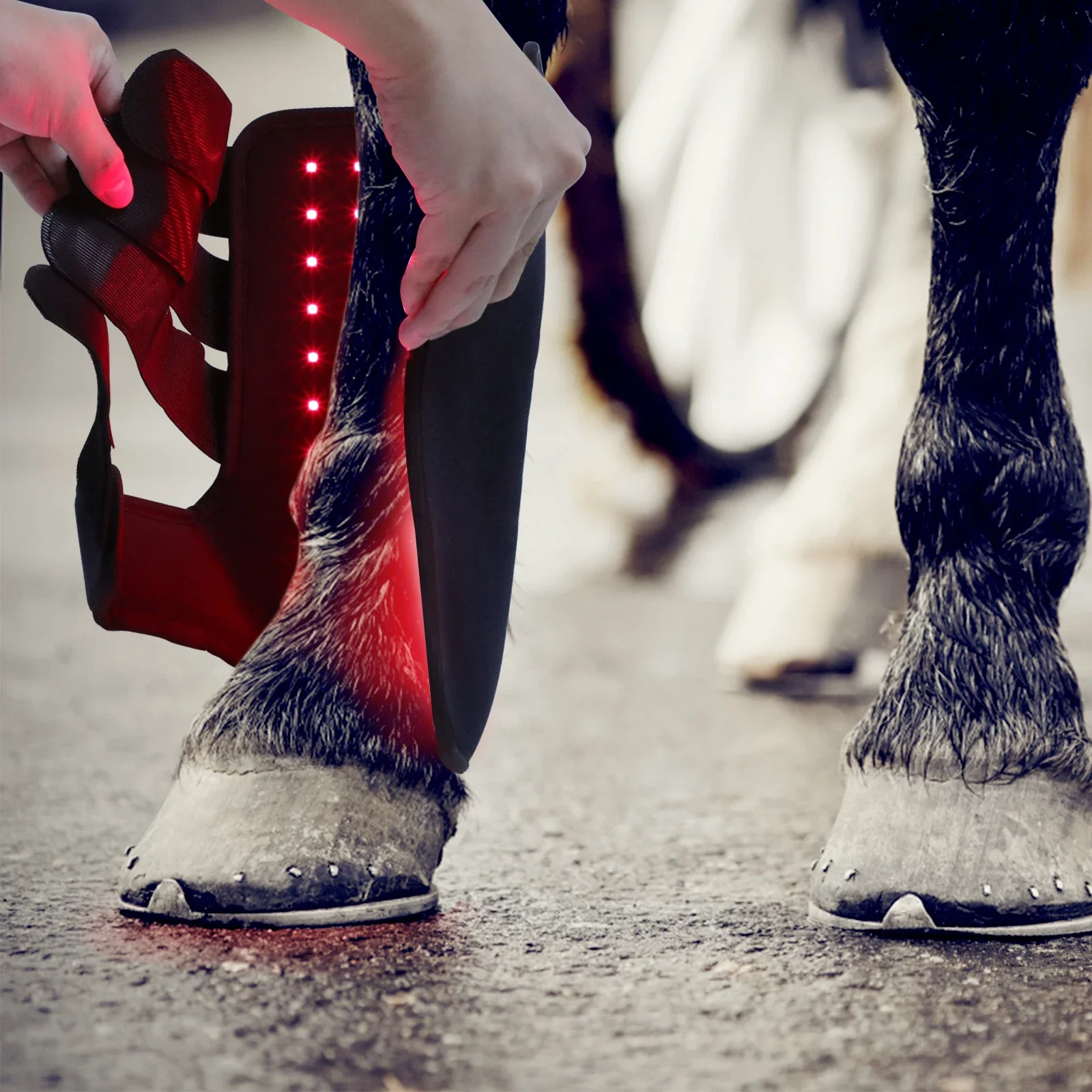 أحذية جديدة للخيول بتقنية العل - مراجعة Brushing Boot Horse وسعره